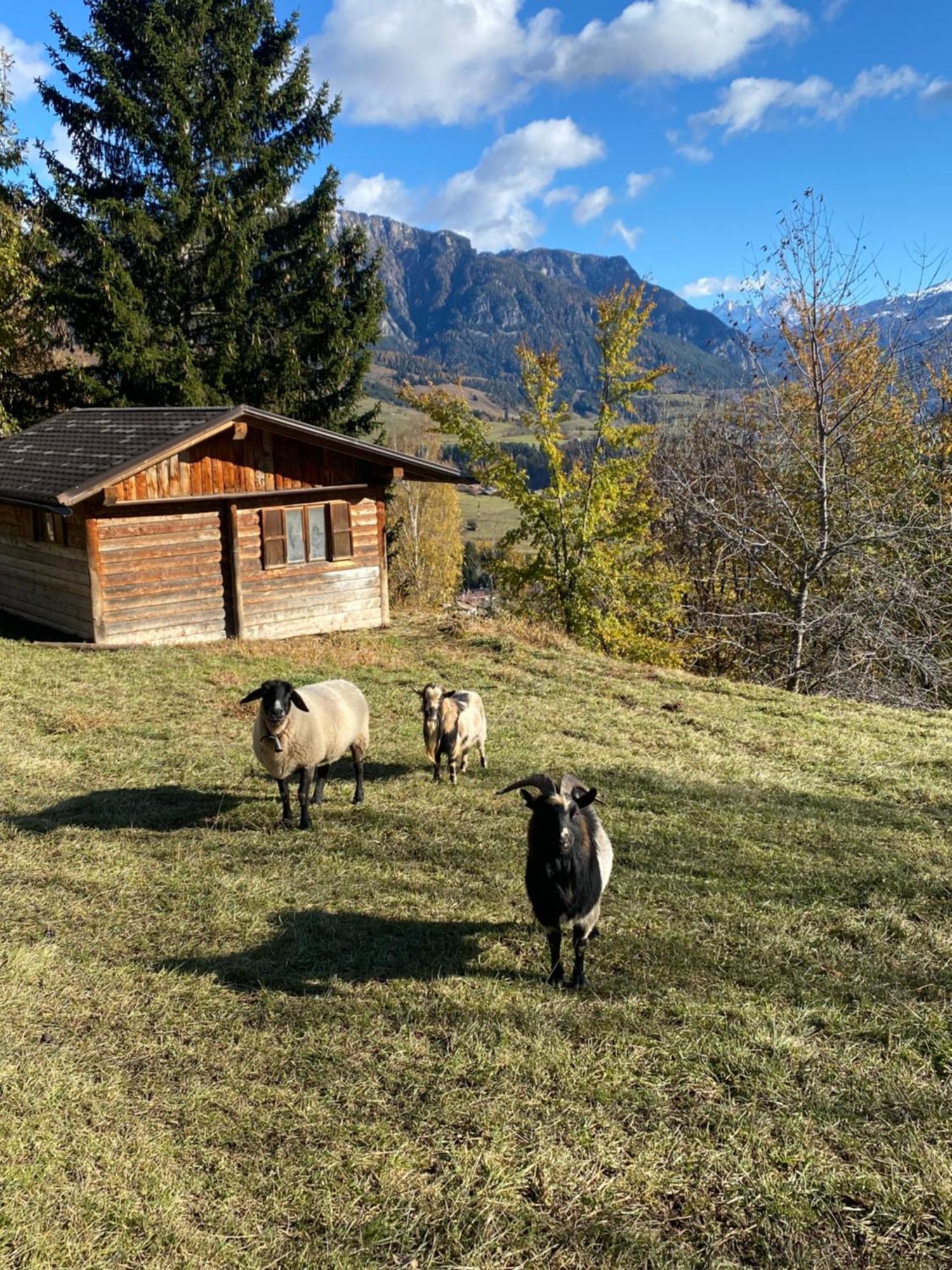 Encia'S Home Dolomiti Castello-Molina di Fiemme Zewnętrze zdjęcie